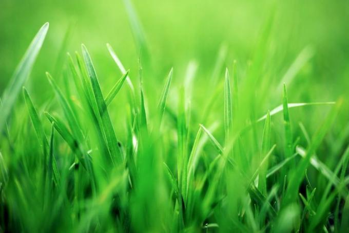 הזמן הטוב ביותר לשתול-זרעי-דשא-ממש פשוט-GettyImages-520320076