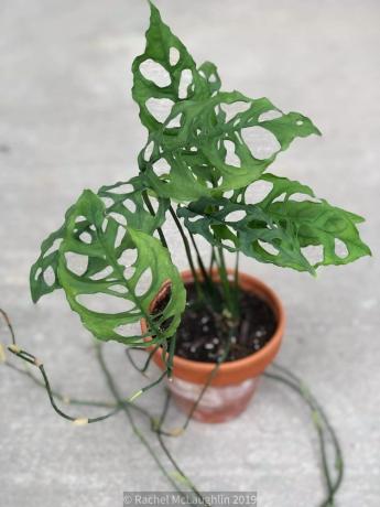 Monstera Olbiqua (צורה פרואנית)